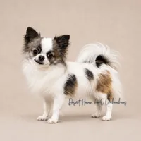 Crowne - AKC CH Sire & Dam, a female Chihuahua for sale in Goodyear, AZ – 7 of 8