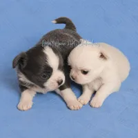 Trout - CH Sired AKC Blue, a male Chihuahua for sale in Goodyear, AZ – 3 of 5