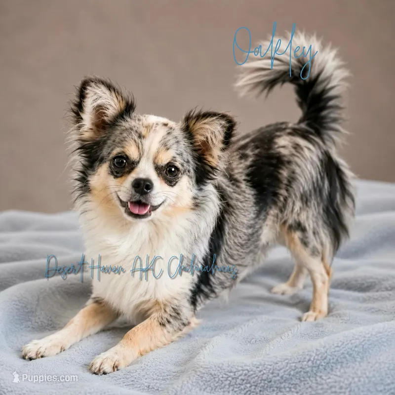 Oakley - AKC LC Merle, a male Chihuahua for sale in Goodyear, AZ – 1 of 6