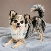 Oakley - AKC LC Merle, a male Chihuahua for sale in Goodyear, AZ – 1 of 6