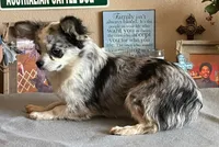 Blue Merle LC male, a male Chihuahua for sale in Goodyear, AZ – 4 of 4