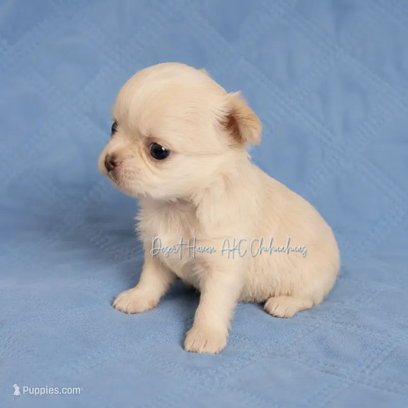 Creed - CH Sired AKC 4# – Chihuahua puppy for sale in Goodyear, AZ
