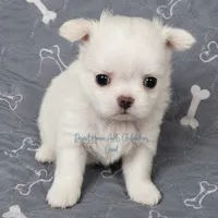 CH Sired Creed • FULL AKC 4# LC, a male Chihuahua for sale in Goodyear, AZ – 1 of 10