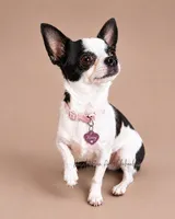 Pippa - AKC Choc Merle, a female Chihuahua for sale in Goodyear, AZ – 4 of 5