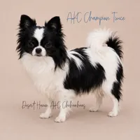 Schroeder - CH AKC, a male Chihuahua for sale in Goodyear, AZ – 6 of 6