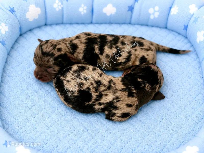Nitro AKC merle – Chihuahua puppy for sale in Goodyear, AZ