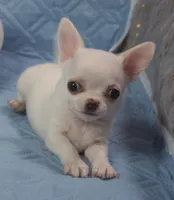 White Smooth Coat male , a male Chihuahua for sale in Goodyear, AZ – Photo 3 of 4