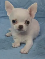 White Smooth Coat male , a male Chihuahua for sale in Goodyear, AZ – Photo 1 of 4