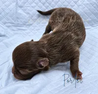 TINY PORTER - AKC FULL, a male Chihuahua for sale in Goodyear, AZ – 6 of 6