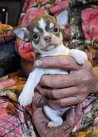 Chocolate Tri-color SC ♂️, a male Chihuahua for sale in Goodyear, AZ – Photo 1 of 5