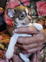 Chocolate Tri-color SC ♂️, a male Chihuahua for sale in Goodyear, AZ – Photo 2 of 5
