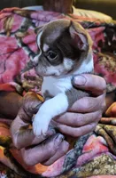 Chocolate Tri-color SC ♂️, a male Chihuahua for sale in Goodyear, AZ – Photo 4 of 5