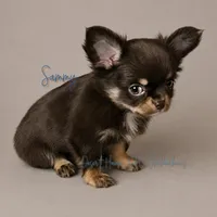 CH Sired Sammy • AKC • Embarked!, a male Chihuahua for sale in Goodyear, AZ – 3 of 8