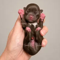 Ava - AKC - Import lines, a female Chihuahua for sale in Goodyear, AZ – 8 of 8