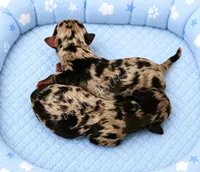 Nitro AKC merle, a male Chihuahua for sale in Goodyear, AZ – 3 of 3