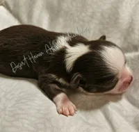 Hershey - CH Sired AKC Chocolate tri LC, a male Chihuahua for sale in Goodyear, AZ – 5 of 7