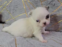 YING , a male Chihuahua for sale in Goodyear, AZ – Photo 1 of 6