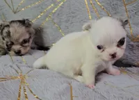 YING , a male Chihuahua for sale in Goodyear, AZ – Photo 5 of 6