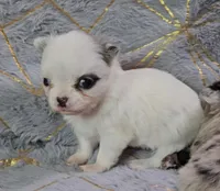 YING , a male Chihuahua for sale in Goodyear, AZ – Photo 2 of 6