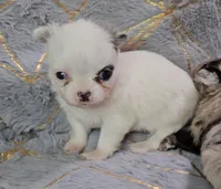 YING , a male Chihuahua for sale in Goodyear, AZ – Photo 3 of 6