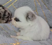 YING , a male Chihuahua for sale in Goodyear, AZ – Photo 6 of 6