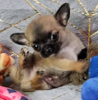 TINY Black mask SableFawn SC♂️, a male Chihuahua for sale in Goodyear, AZ – Photo 2 of 6