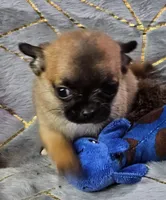 TINY Black mask SableFawn SC♂️, a male Chihuahua for sale in Goodyear, AZ – Photo 5 of 6