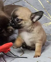 TINY Black mask SableFawn SC♂️, a male Chihuahua for sale in Goodyear, AZ – Photo 4 of 6