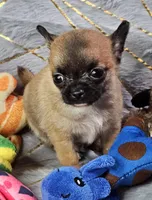 TINY Black mask SableFawn SC♂️, a male Chihuahua for sale in Goodyear, AZ – Photo 6 of 6