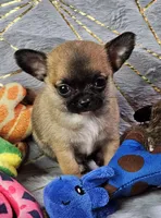 TINY Black mask SableFawn SC♂️, a male Chihuahua for sale in Goodyear, AZ – Photo 1 of 6