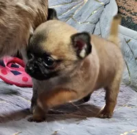 TINY Black mask SableFawn SC♂️, a male Chihuahua for sale in Goodyear, AZ – Photo 3 of 6