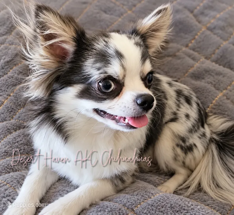 Biggs - AKC Proven Freewhelper – Chihuahua puppy on hold in Goodyear, AZ