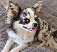 Biggs - AKC Proven Freewhelper, a female Chihuahua for sale in Goodyear, AZ – 1 of 5
