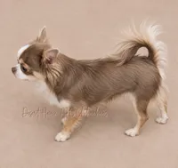 CH Sired Sammy • AKC • Embarked!, a male Chihuahua for sale in Goodyear, AZ – 8 of 8