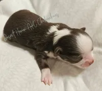 Hershey - CH Sired AKC Chocolate tri LC, a male Chihuahua for sale in Goodyear, AZ – 7 of 7