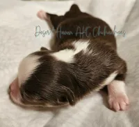 Hershey - CH Sired AKC Chocolate tri LC, a male Chihuahua for sale in Goodyear, AZ – 4 of 7