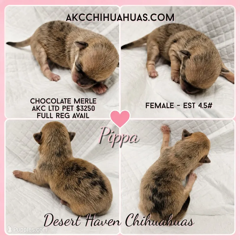 Pippa - AKC Choc Merle – Chihuahua puppy for sale in Goodyear, AZ