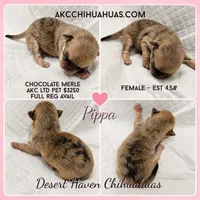 Pippa - AKC Choc Merle, a female Chihuahua for sale in Goodyear, AZ – 1 of 5