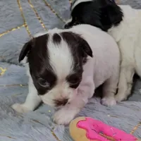 DAISY , a female Chihuahua for sale in Goodyear, AZ – Photo 1 of 6
