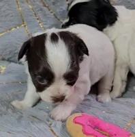 DAISY , a female Chihuahua for sale in Goodyear, AZ – Photo 1 of 6