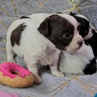 DAISY , a female Chihuahua for sale in Goodyear, AZ – Photo 2 of 6