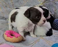 DAISY , a female Chihuahua for sale in Goodyear, AZ – Photo 2 of 6