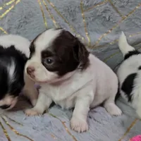 DAISY , a female Chihuahua for sale in Goodyear, AZ – Photo 5 of 6