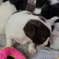 DAISY , a female Chihuahua for sale in Goodyear, AZ – Photo 4 of 6