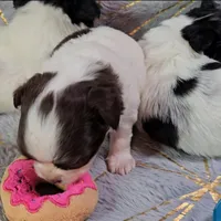 DAISY , a female Chihuahua for sale in Goodyear, AZ – Photo 6 of 6