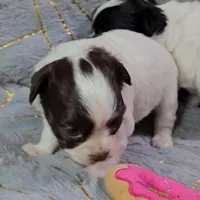 DAISY , a female Chihuahua for sale in Goodyear, AZ – Photo 3 of 6