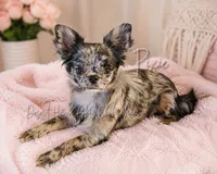 Pixie FULL AKC , a female Chihuahua for sale in Goodyear, AZ – 3 of 6