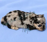 Nitro - AKC Merle, a male Chihuahua for sale in Goodyear, AZ – 6 of 10