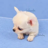 Schroeder - CH SIRED AKC, a male Chihuahua for sale in Goodyear, AZ – 2 of 10