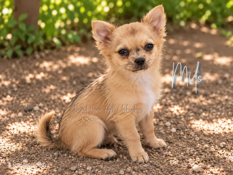 Milo - AKC  – Chihuahua puppy for sale in Goodyear, AZ